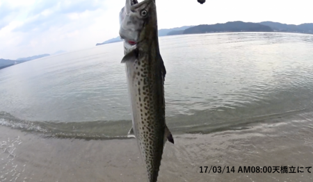 まさかのサゴシ！( °ω° )